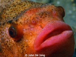 One of last winter. A Cyclopterus lumpus in close up. by John De Jong 